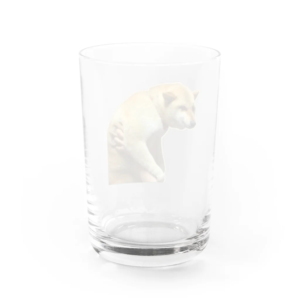 柴犬しばわんこhana873の微妙な表情のもふもふ柴犬しばいぬ Water Glass :back