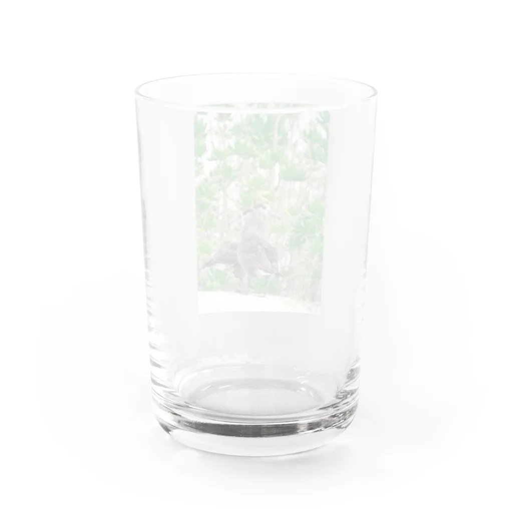 写真的徒然草のクロアシアホウドリ Water Glass :back