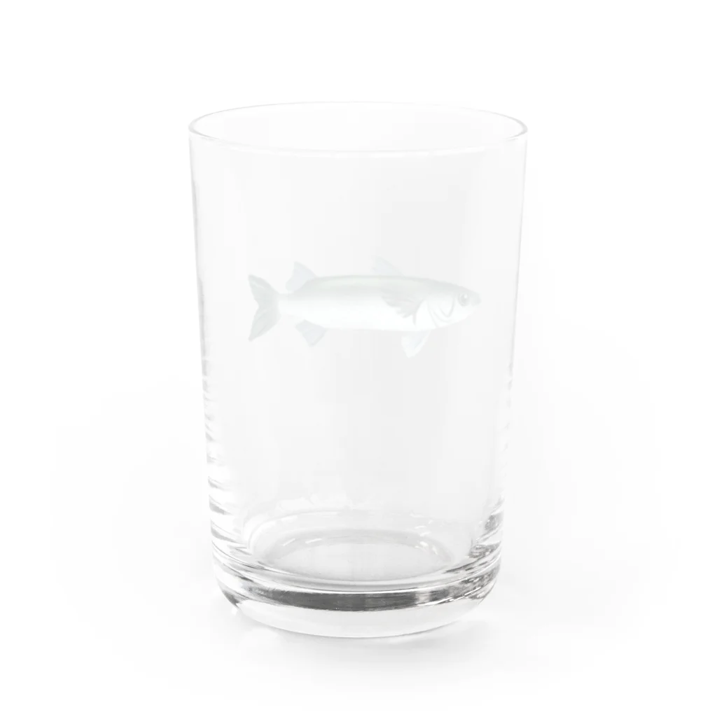 いくら丼のボラ Water Glass :back