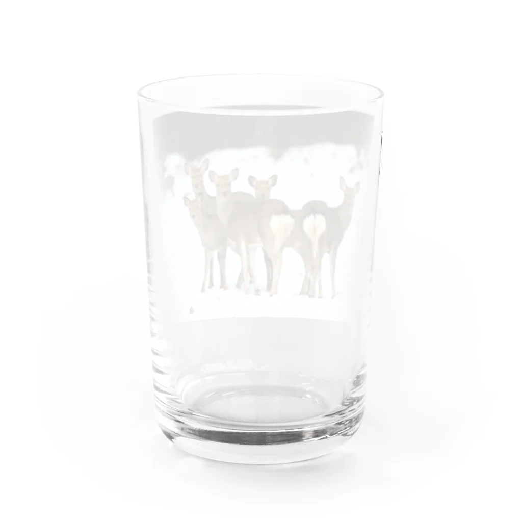 野鳥と犬の竃蔵屋(かまくらや)のエゾシカ。鹿。動物。 Water Glass :back