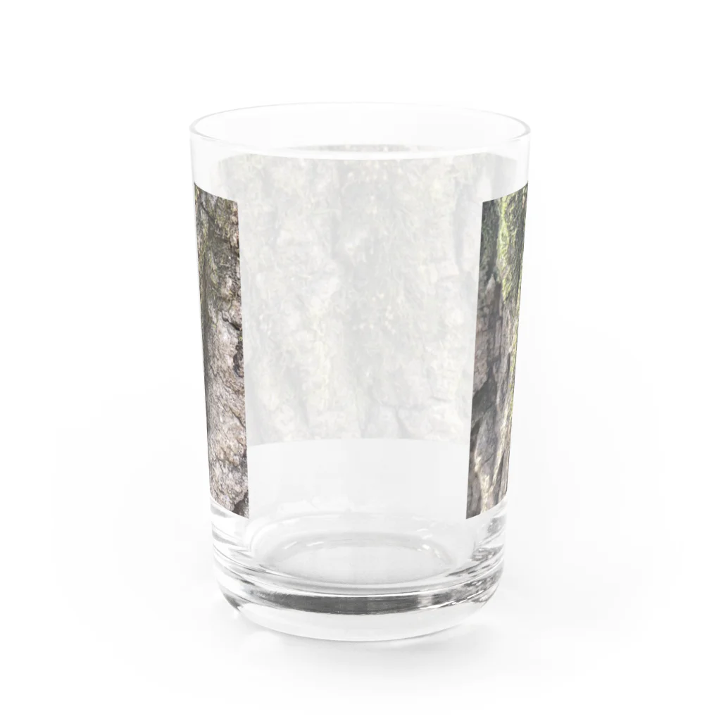 free expressionの歳月を感じる樹木 Water Glass :back