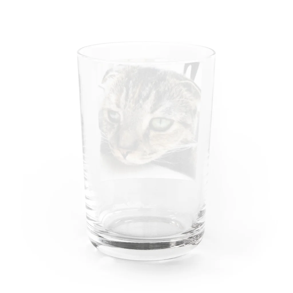 mknya's shopの不機嫌にゃんこ Water Glass :back