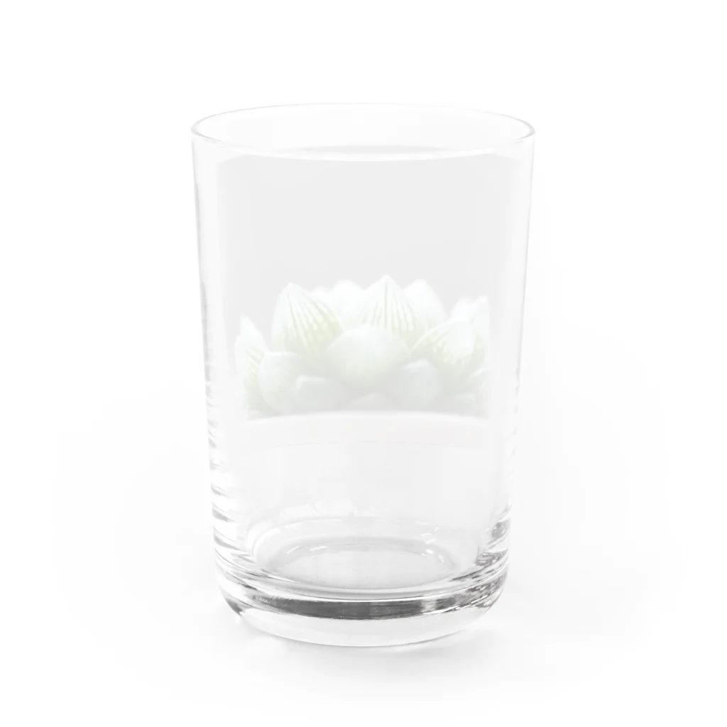 8l0のハオルチア　多肉植物 Water Glass :back