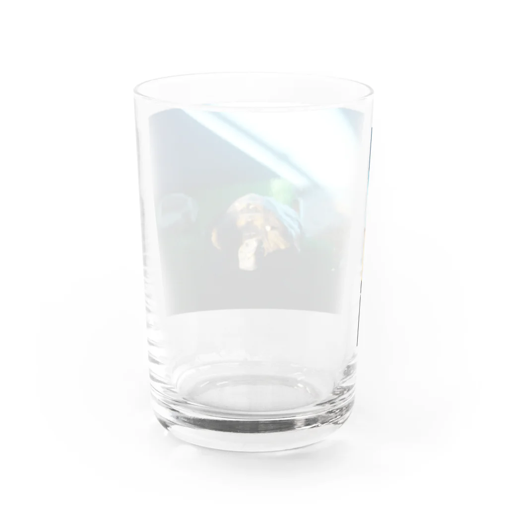 淡水大好きのニホンイシガメのミントちゃん Water Glass :back