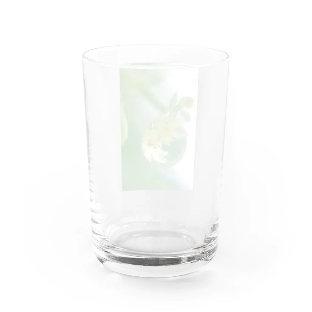 望美【写真】のしずくとアカネ Water Glass :back