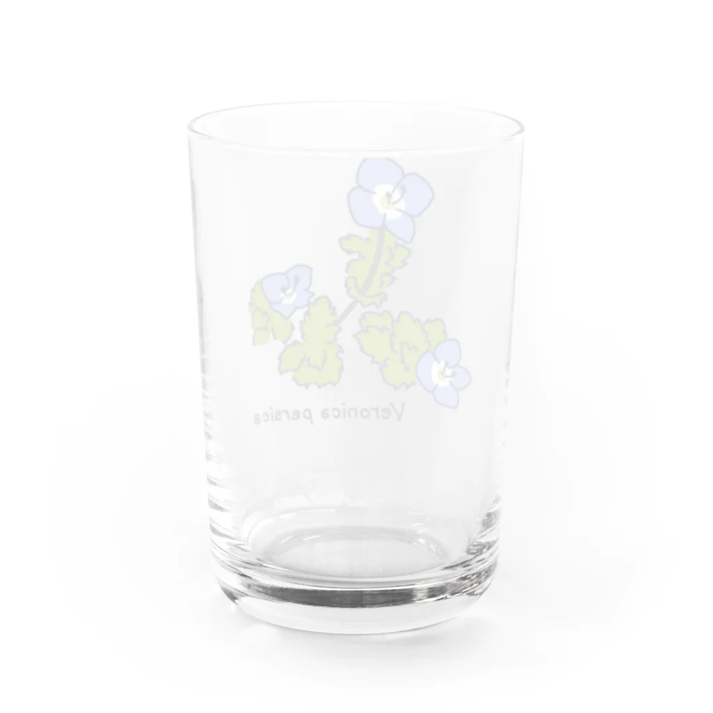 かめたろうのオオイヌノフグリ  （はるのくさ その1） Water Glass :back