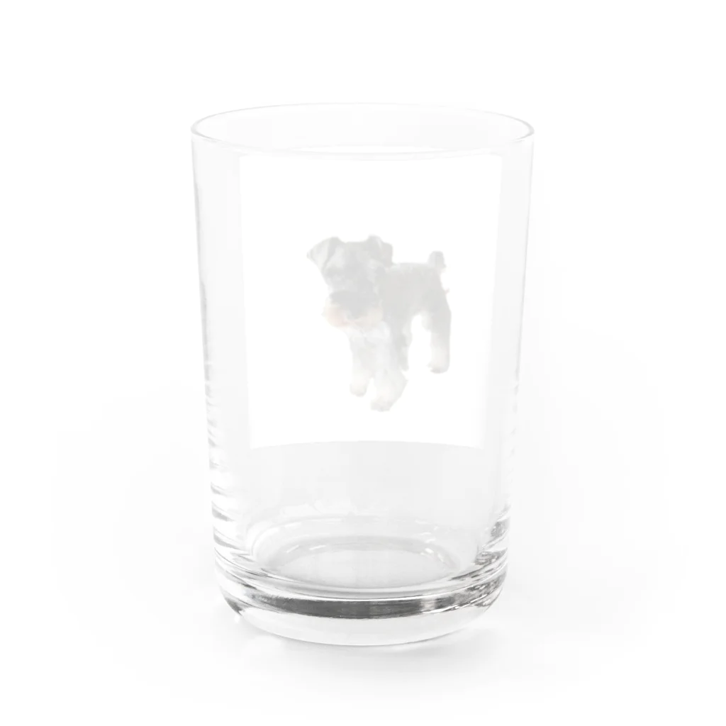 遊のミニチュアシュナウザー Water Glass :back