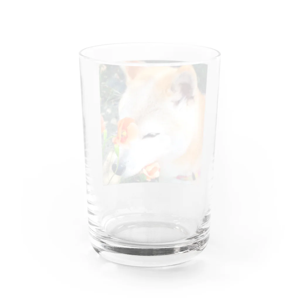 丸みの柴犬とお花 Water Glass :back