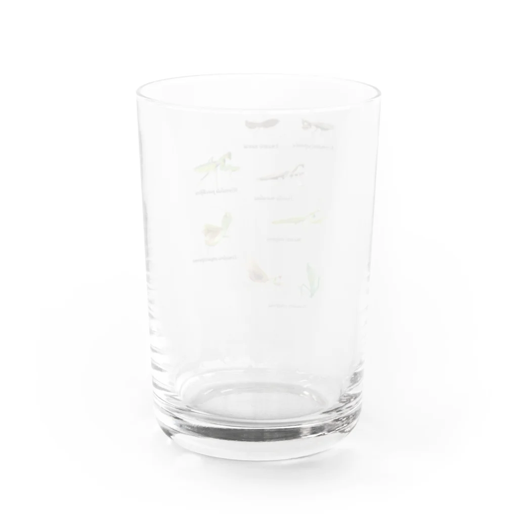 L_arctoaの関東のカマキリ（旧学名・非推奨）（背景透過ver） Water Glass :back