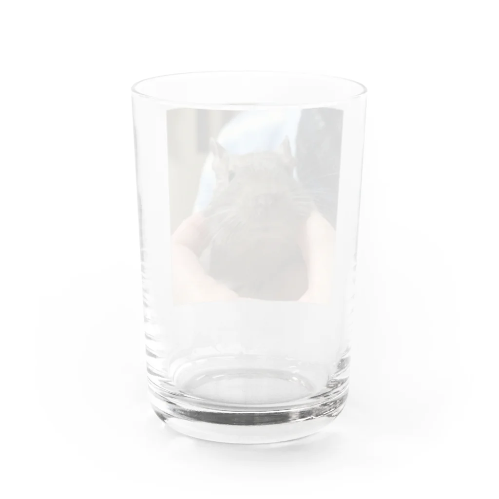 もぐレッダの撫でられデグーのぐりちゃん Water Glass :back