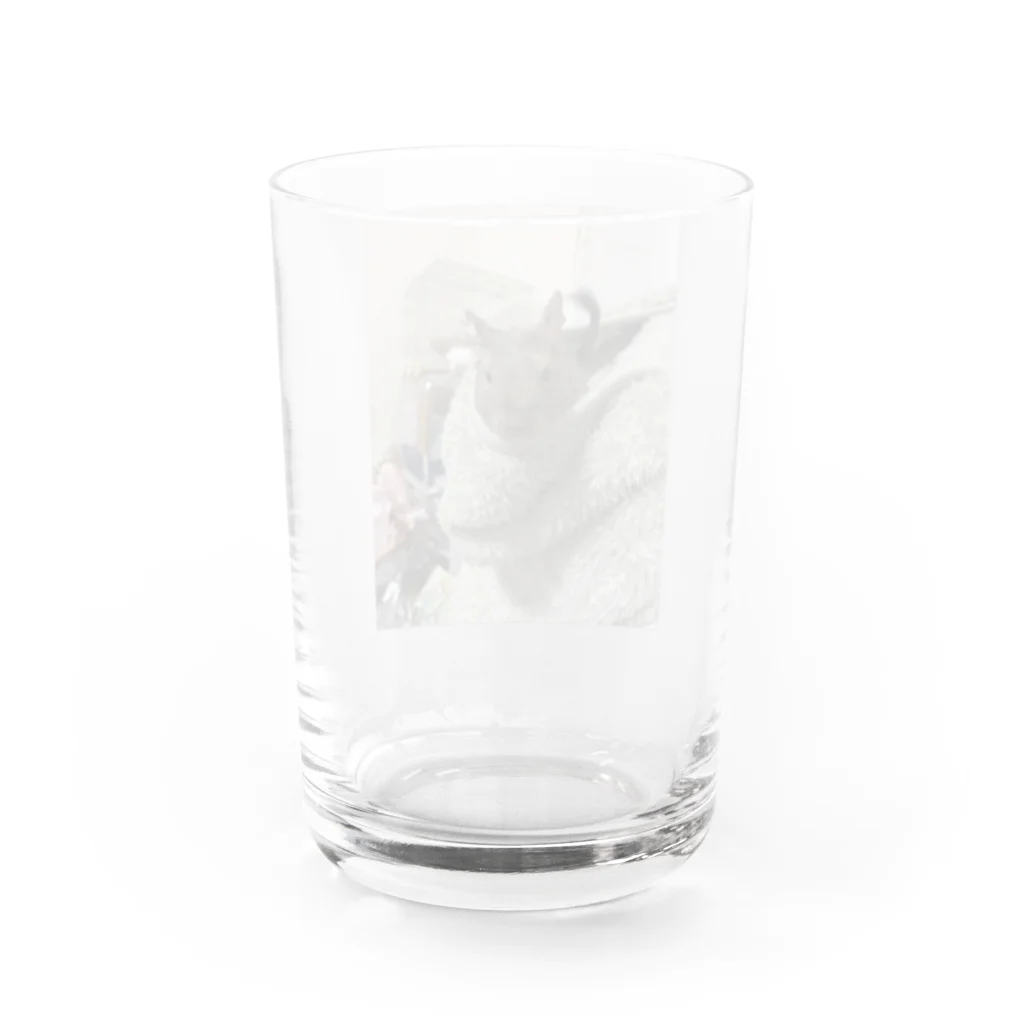 もぐレッダのフードインぐり Water Glass :back