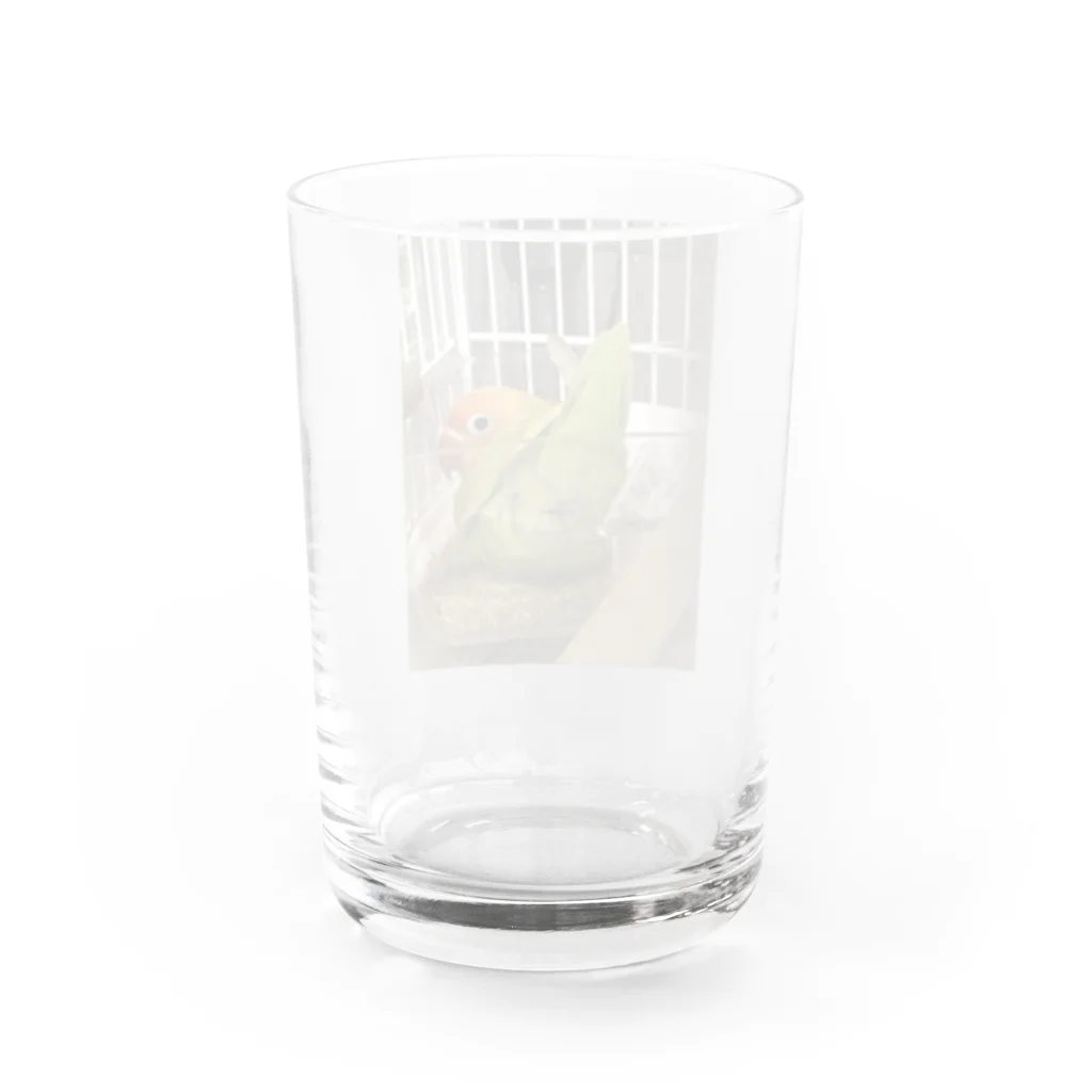 黄色クチバシピヨピヨクラブのボタンインコのポルカ Water Glass :back