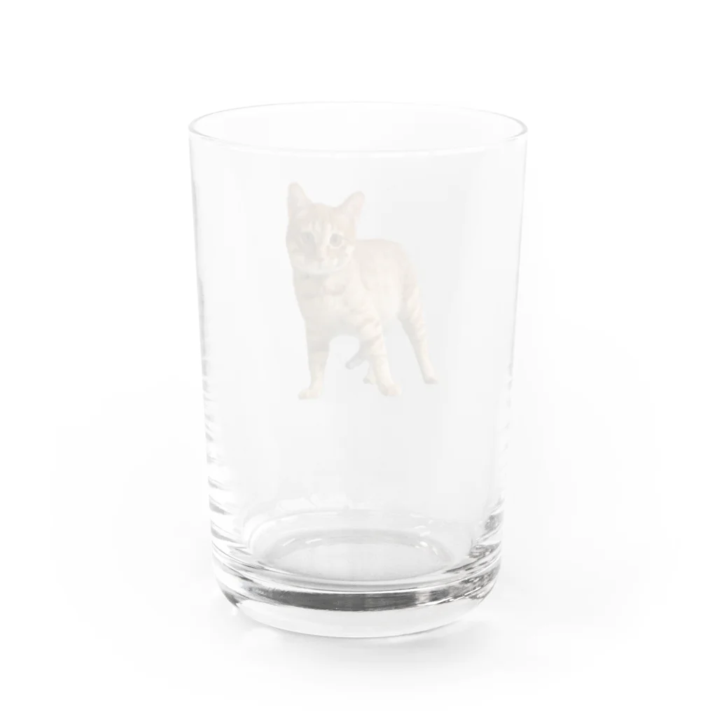 猫ねこネコ!チャム&シロのチャム Water Glass :back