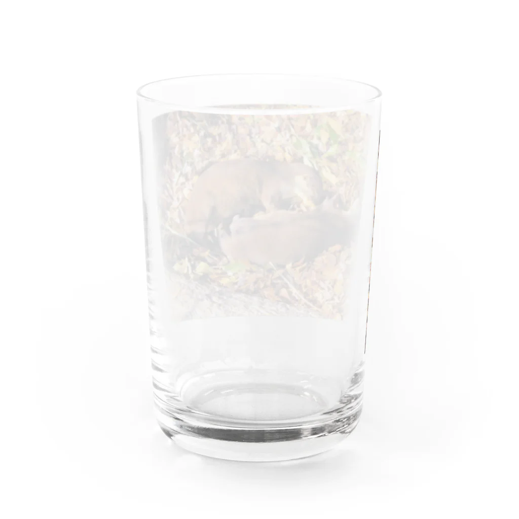 喫茶キュウ　別館のｶﾜｳｿﾉ夢 Water Glass :back