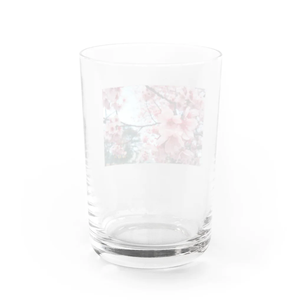 フィルムカメラと花の3月の桜 Water Glass :back