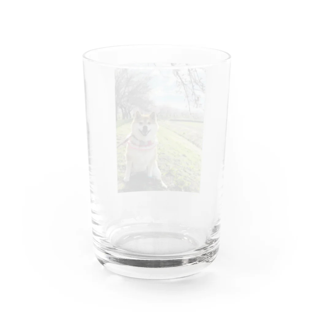 ハナちゃんの！のハナちゃんと桜 Water Glass :back