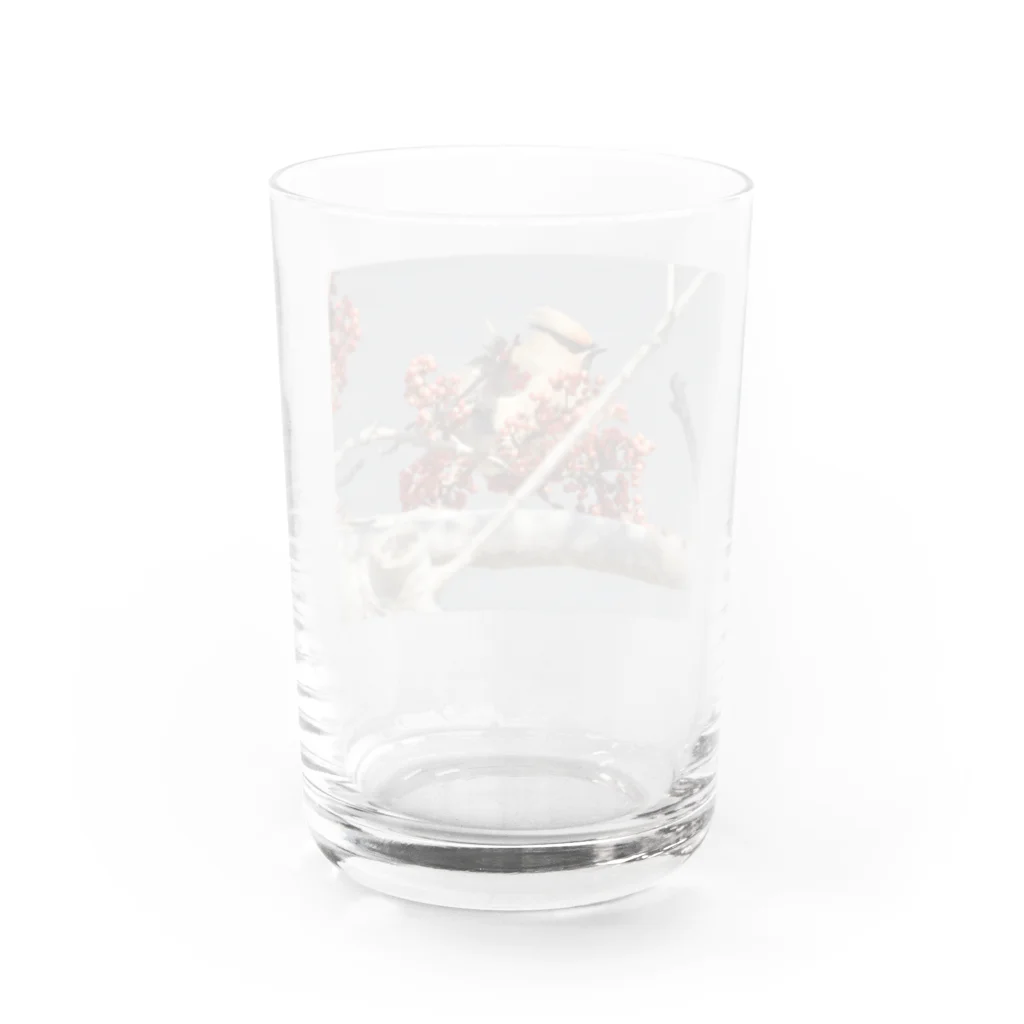 カワセミLOVEの出身歌舞伎町ヒレンジャク Water Glass :back