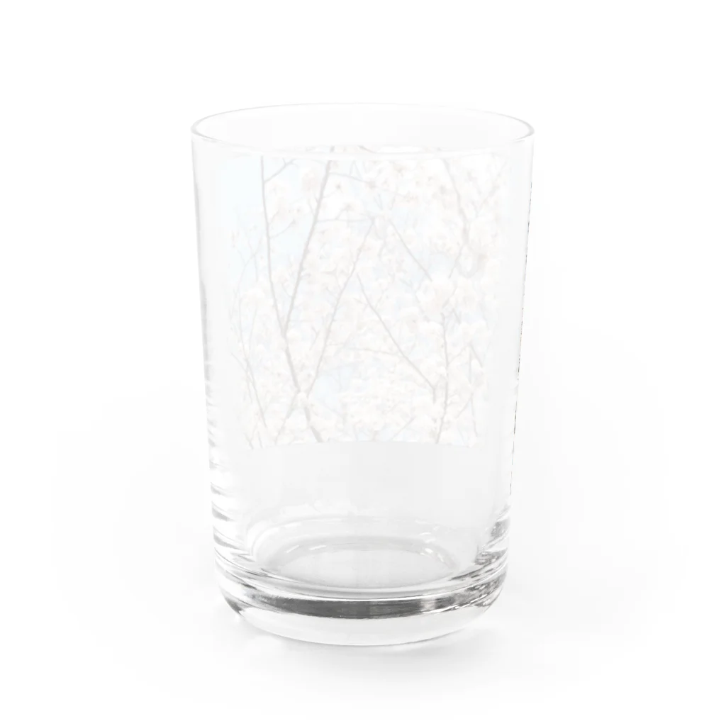 shirohigenoのsaKuraCap Water Glass :back