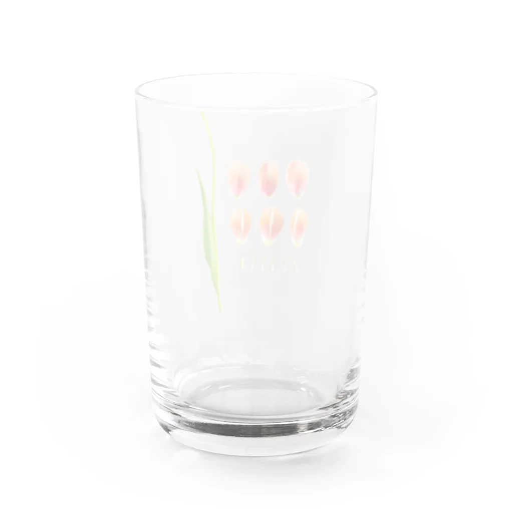 prism cityの花標本 サーモンピンクのチューリップ Water Glass :back