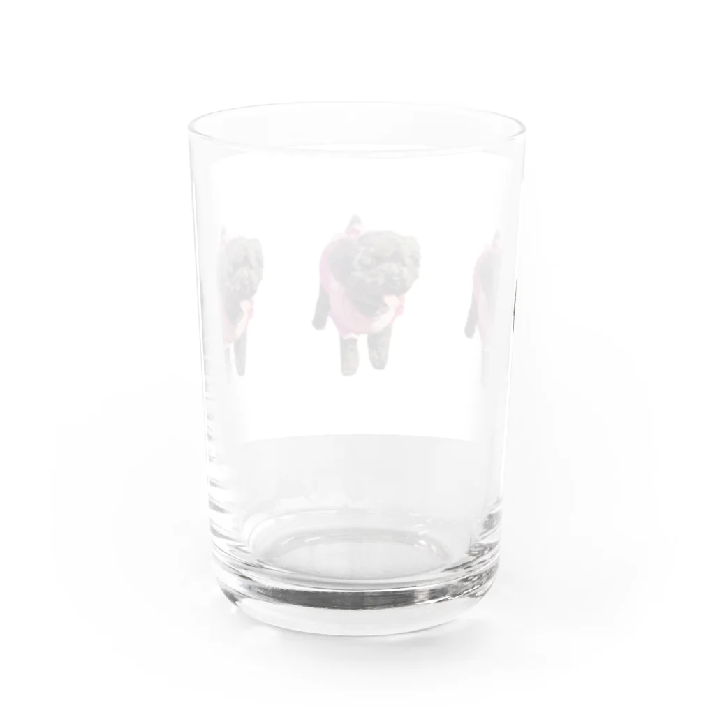 トイプードル ピュアショップのトイプードル ピュアちゃん Water Glass :back