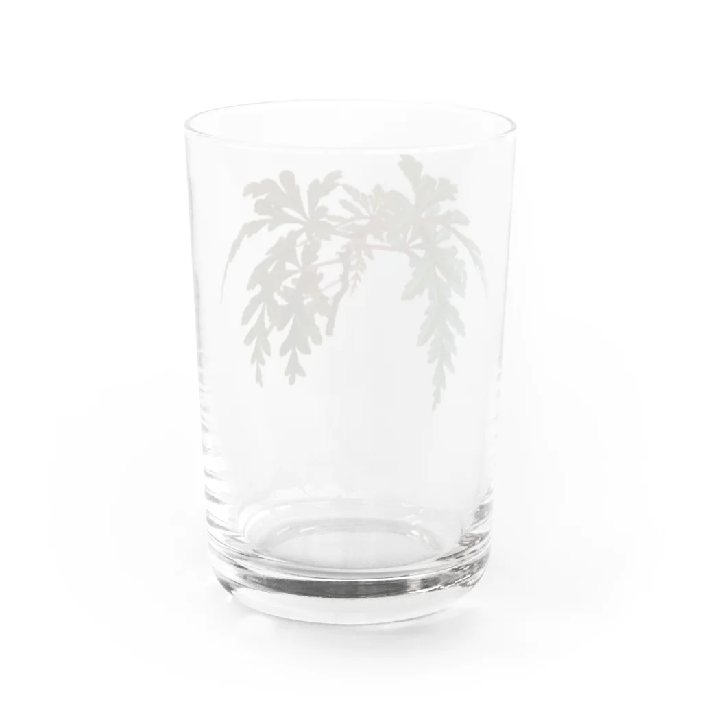 ぴーちゃんのベゴニア ポリロエンシス 熱帯植物 Water Glass :back