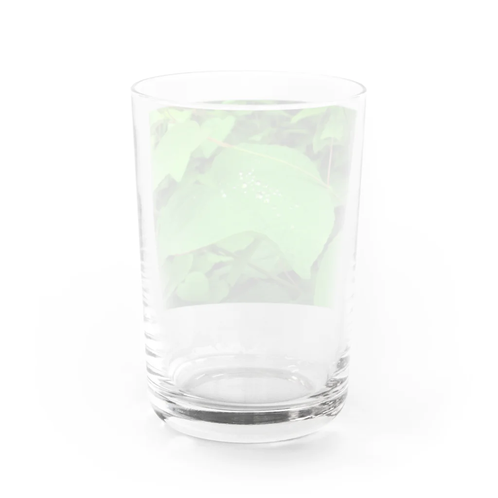 miyabicafeの朝露 Water Glass :back
