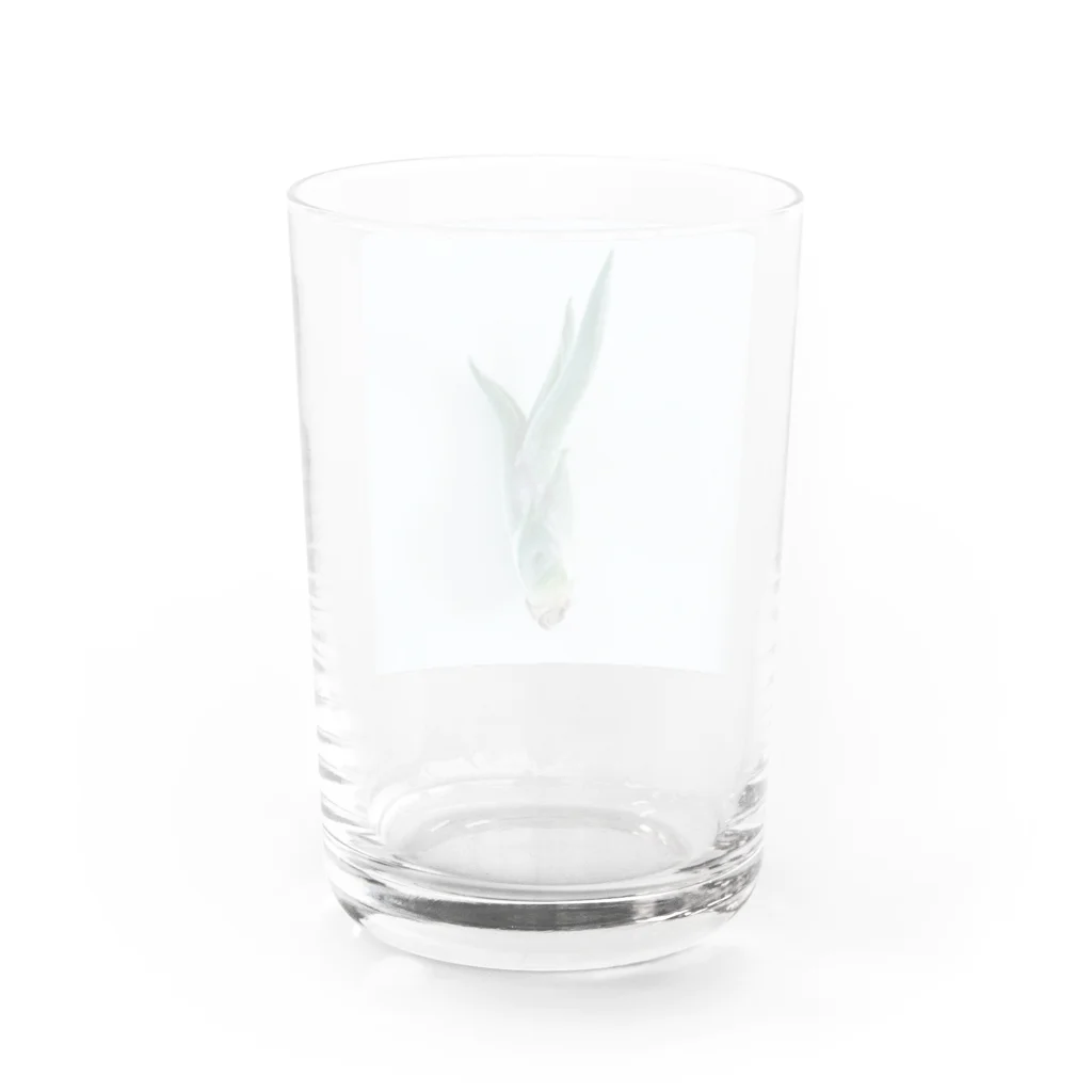 a.c.a.botanicalのカプトメデューサエ Water Glass :back