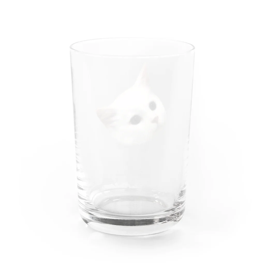 ゆれる銀の白猫の恋ちゃん Water Glass :back