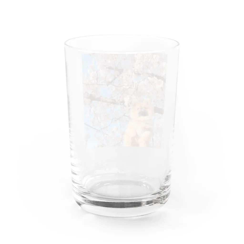 イケタニ カナタロウのイケタニ クロ　桜 Water Glass :back