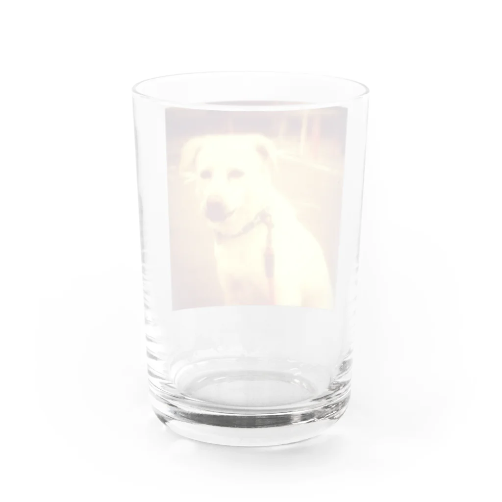 ちなおの我が家の愛犬 ばん君 Water Glass :back