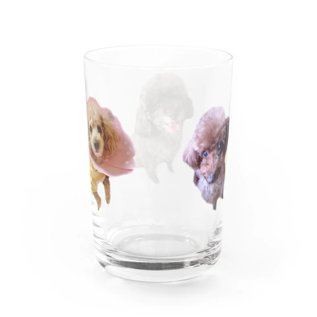 イケタニ カナタロウのプードルず Water Glass :back