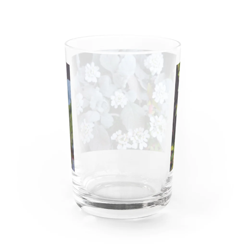 yuaomaの静かに咲く白い花  Water Glass :back