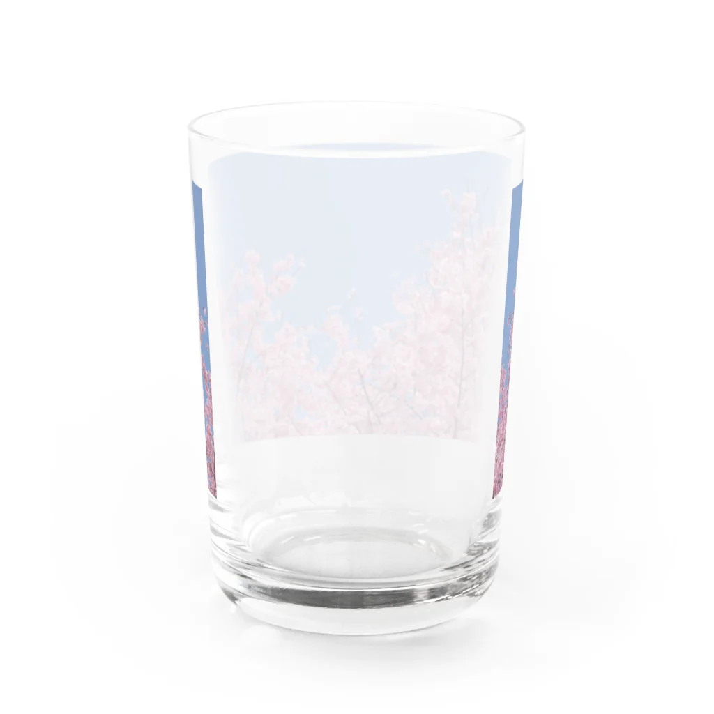 花畑写真館🌷の#2 さくら❁ Water Glass :back