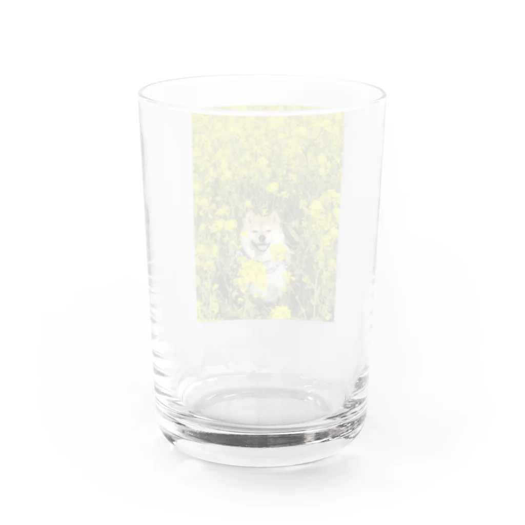 ハナちゃんの！の菜の花ハナちゃん Water Glass :back