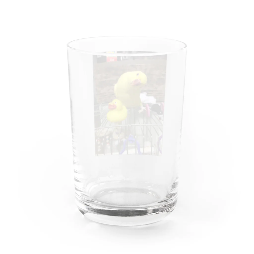 yukaのワカケホンセイインコのきいろちゃん Water Glass :back