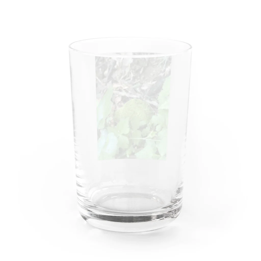 Stormの苔苔苔 Water Glass :back