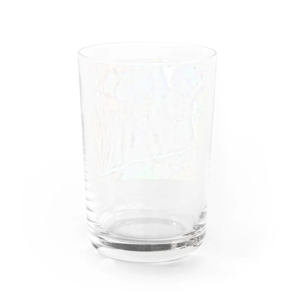 光の司　ひかりのつかさの三陸大王杉 Water Glass :back