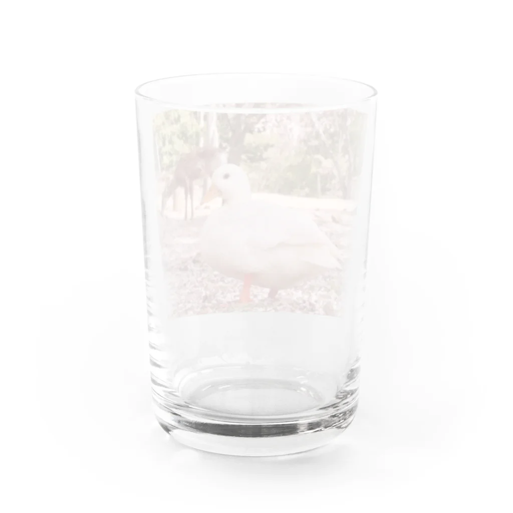 ❣️コールダックのKちゃん❣️の桜Kちゃん Water Glass :back