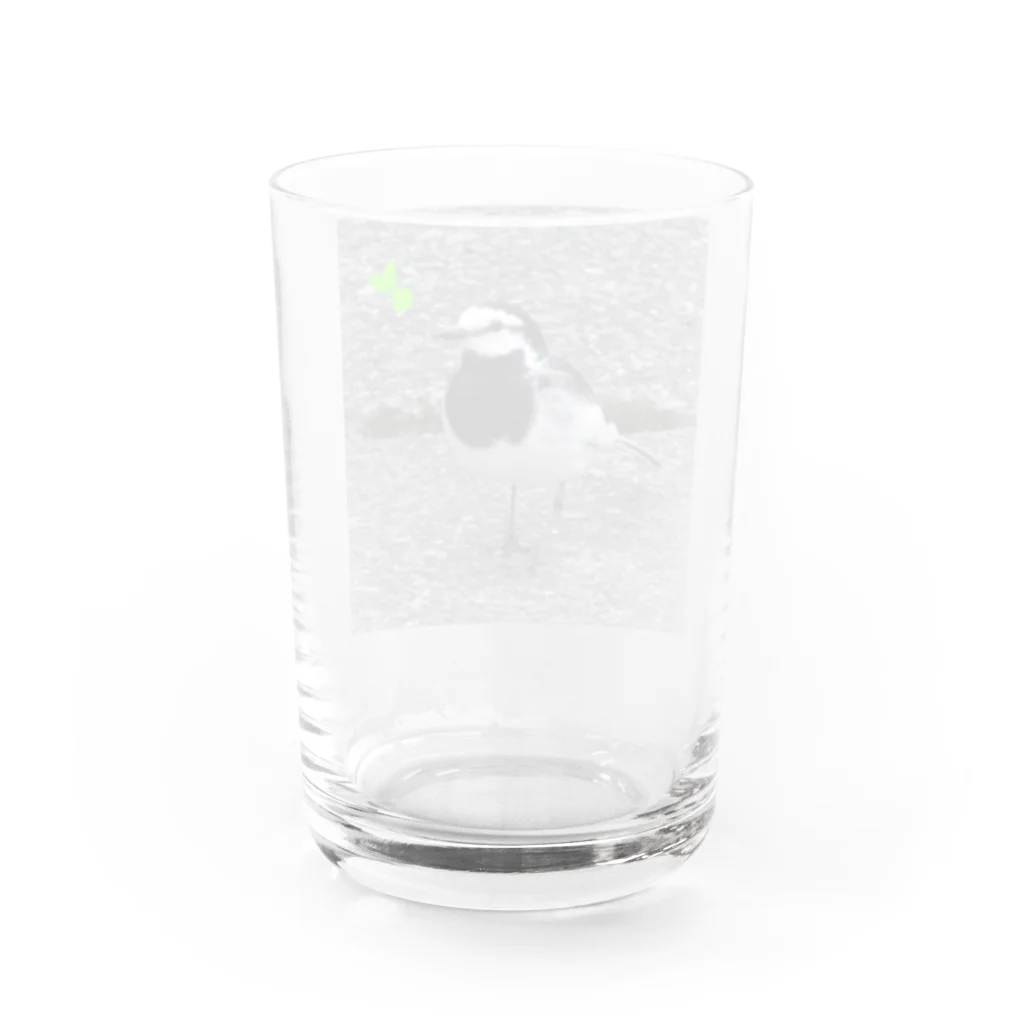 愛自然写真のハクセキレイさん Water Glass :back