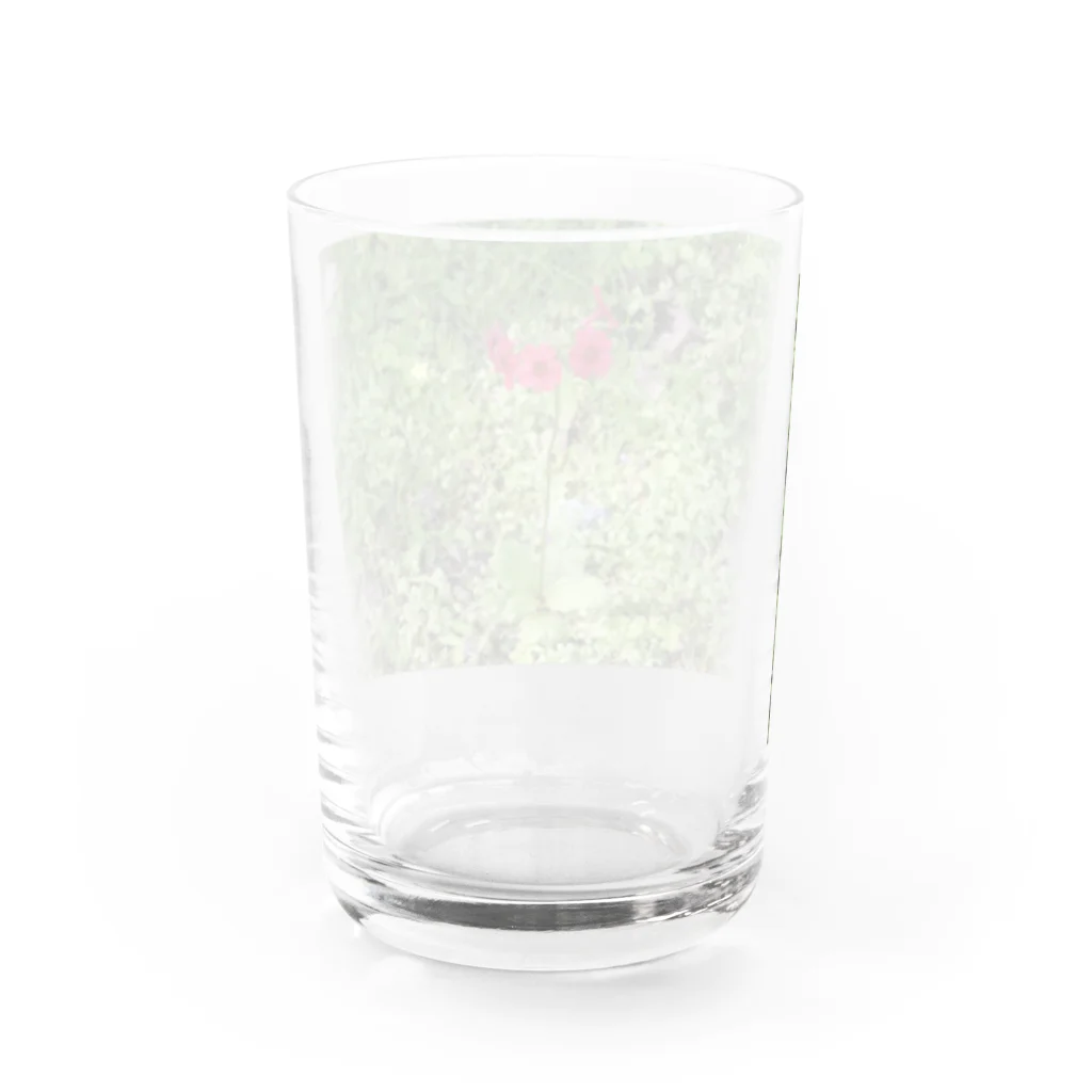 Aiko Nakanoの桜草 Water Glass :back