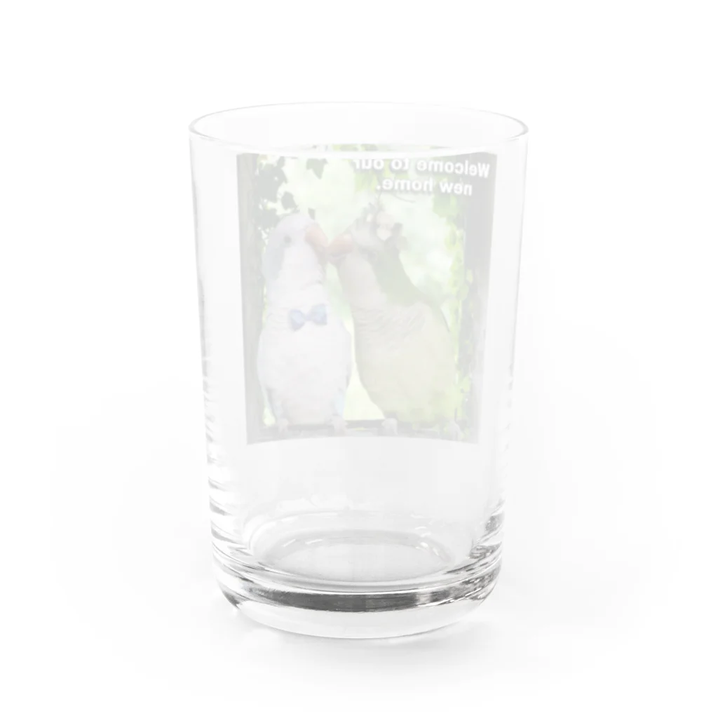 お騒がせインコストーリーのオキナインコカップルの新居 Water Glass :back