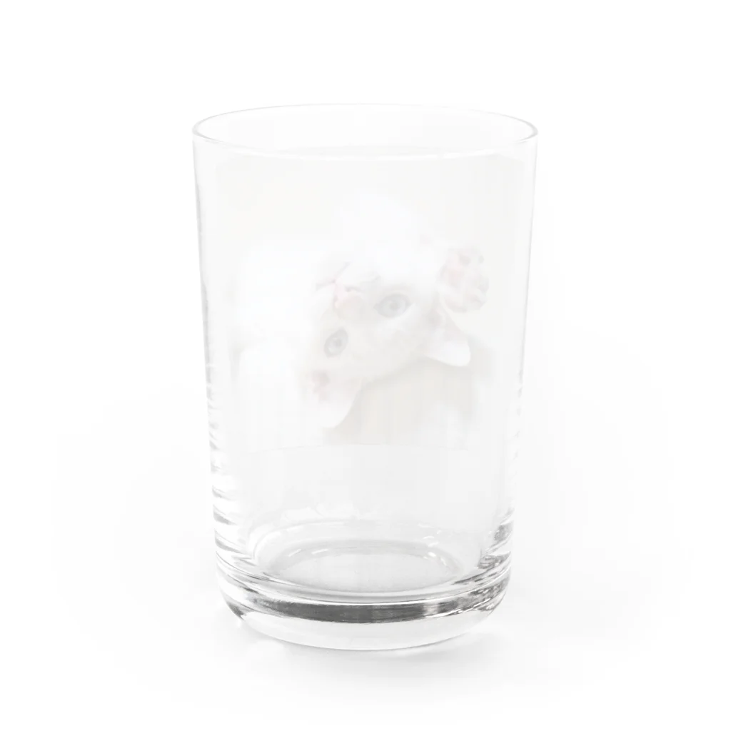 ひいらぎ たえの招き猫 珀ちゃん Water Glass :back