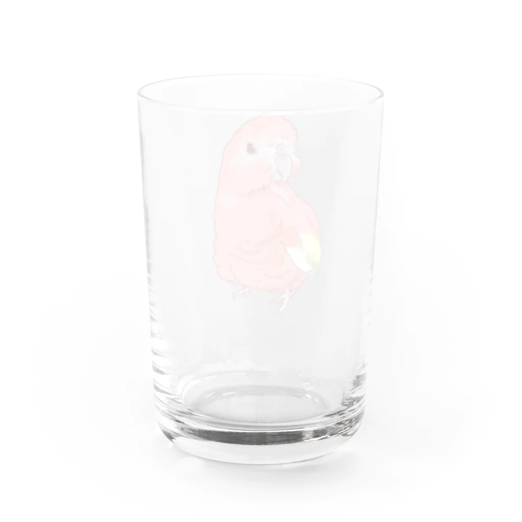 アキクサインコのチャムのアキクサインコのチャム（ドヤ） Water Glass :back