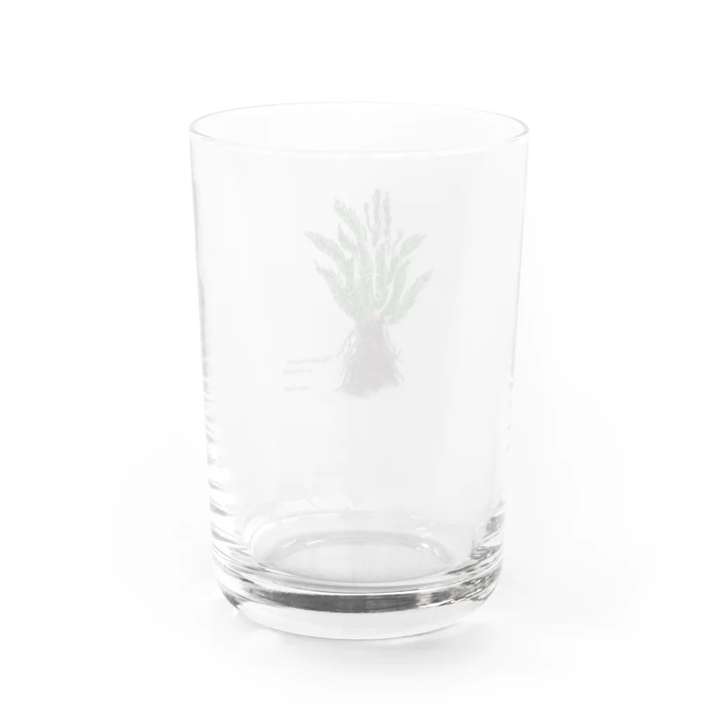 native forest 植物グッズのお店のブレクナム オブツサタムvar.オブツサタム Water Glass :back