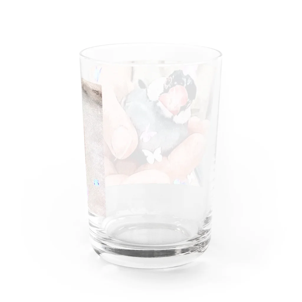 🐦🦆XL文鳥のXL文鳥12 蝶鳥夫人 Water Glass :back