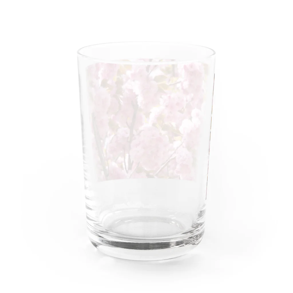 Jodlerin Sakura Kitagawa und die Edelweißmusikantenの八重さくら　１ Water Glass :back