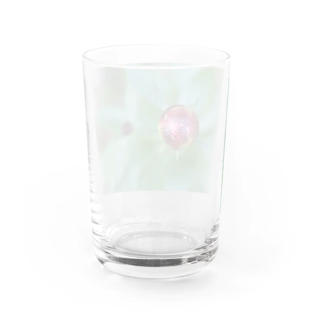 Aiko Nakanoの芍薬？ Water Glass :back