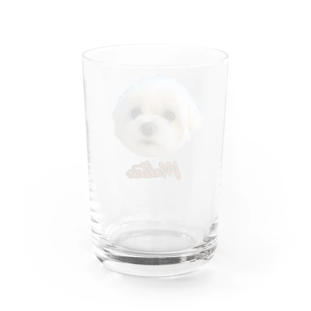 マルチーズ専門店のマルチーズ Water Glass :back