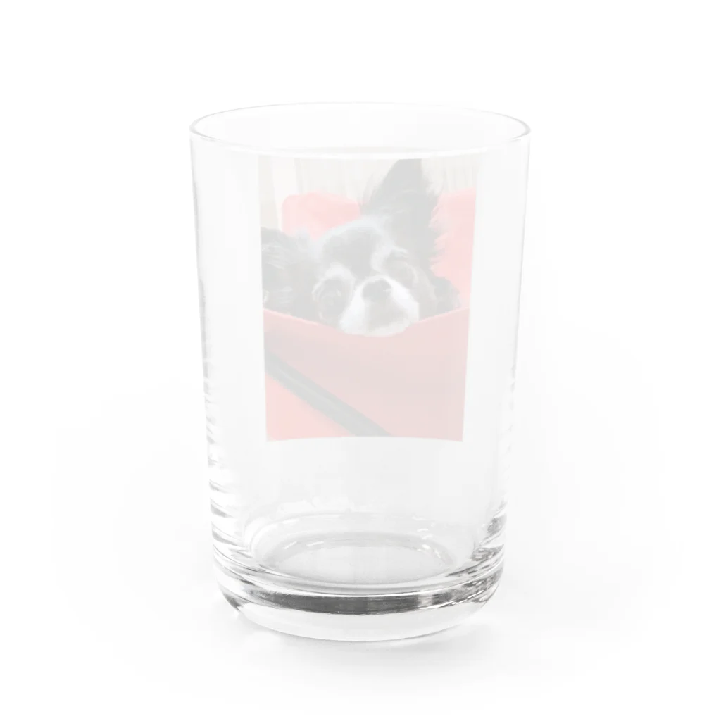 おじいちゃんチワワのハヤテのうちのハヤテ Water Glass :back