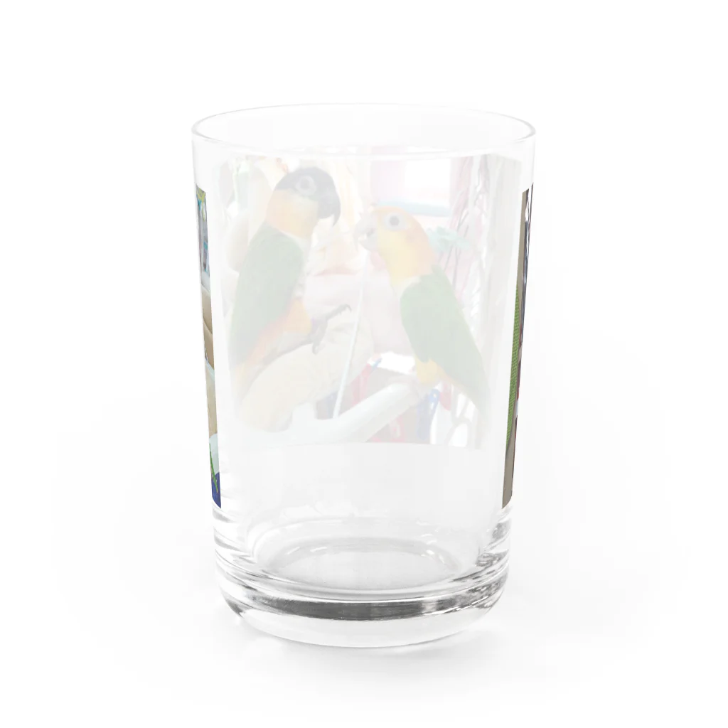 ピッチョコ倶楽部「momo＆kiraku」のシロハラとズグロ Water Glass :back